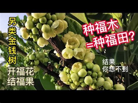 種福木好嗎|福木的照顧與修剪